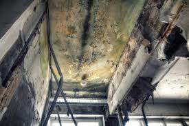 Reliable Springboro, OH Mold Removal Solutions